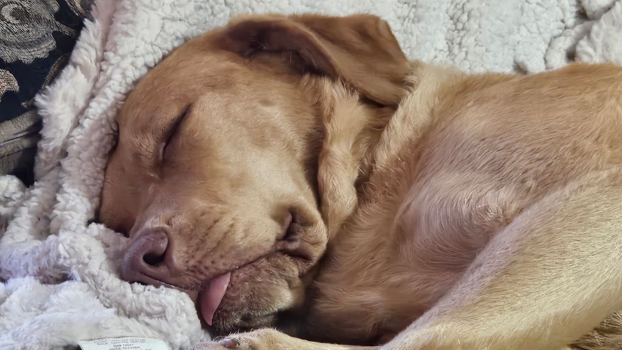 A brown dog is sleeping on a blanket with its tongue out.