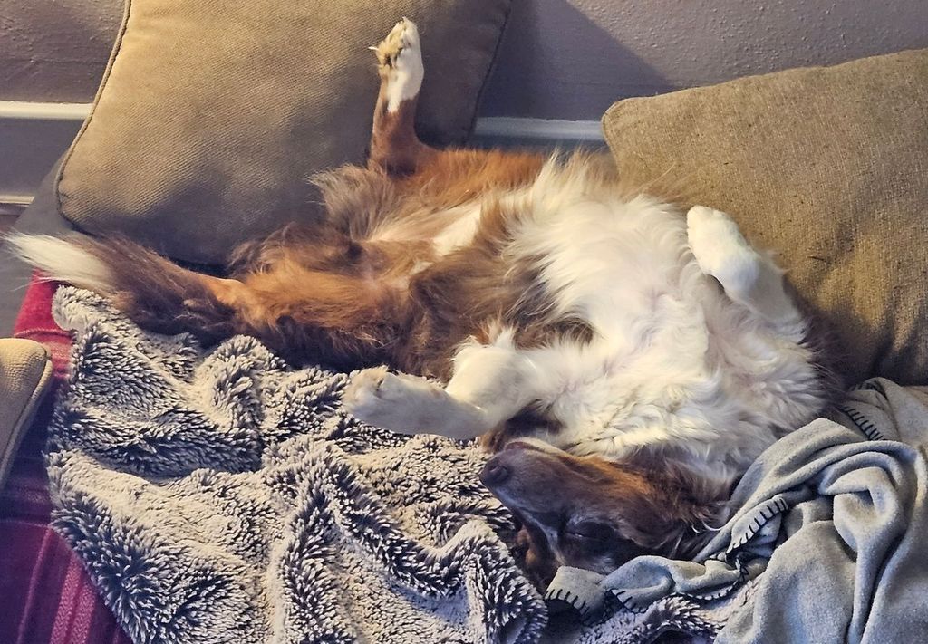 A dog is laying on its back on a couch