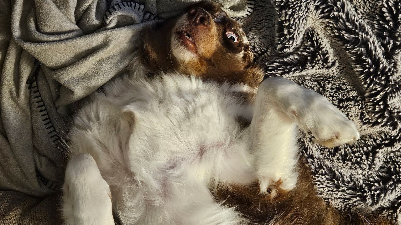 A brown and white dog is laying on its back on a blanket.