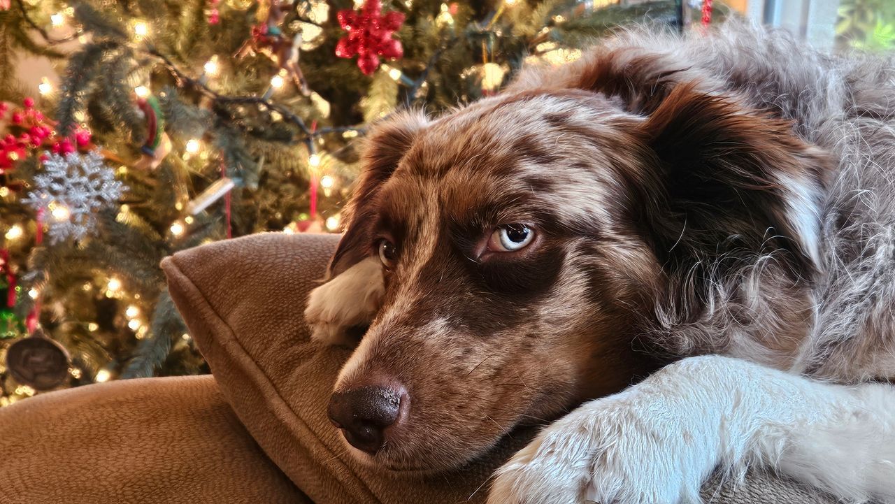 A dog is laying on a couch in front of a christmas tree.