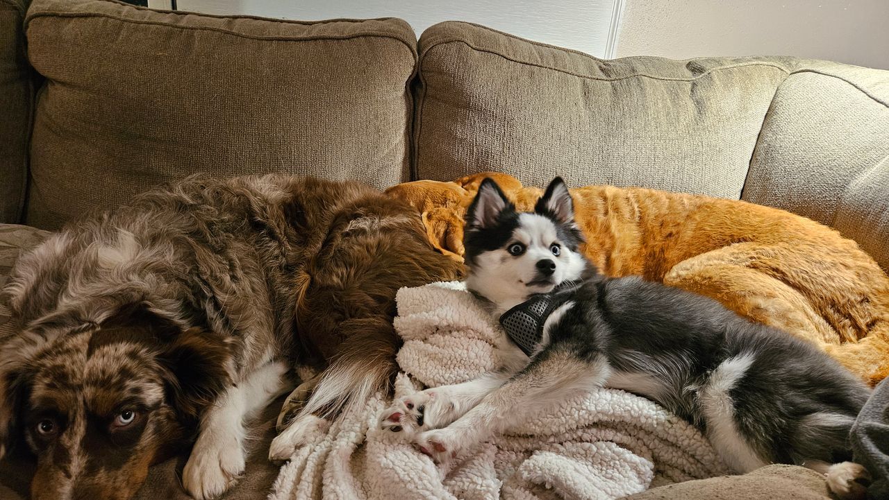 Three dogs are laying on a couch with blankets.