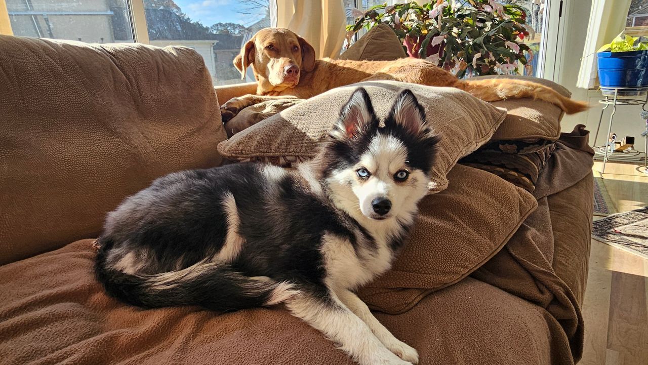 A husky puppy is laying on a couch next to a dachshund.