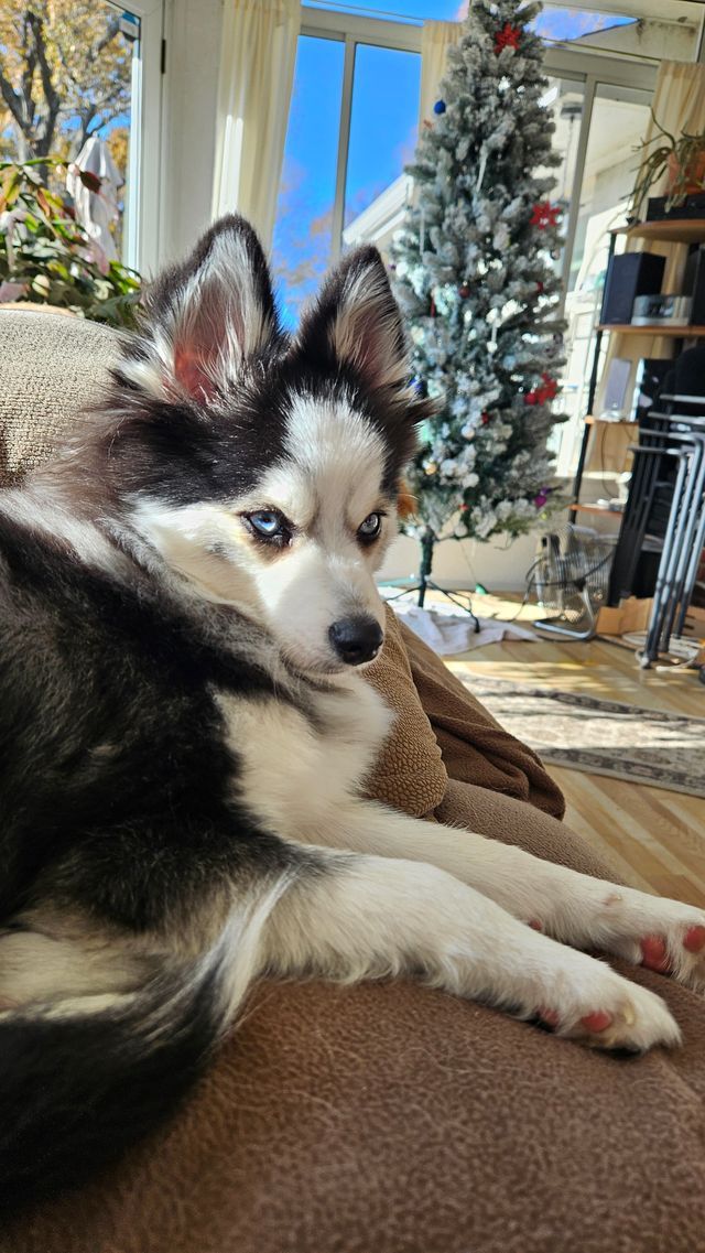 A black and white dog is laying on a couch in front of a christmas tree.