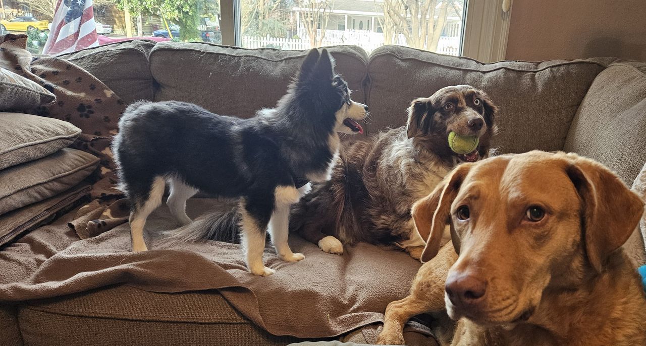 Three dogs are sitting on a couch and one of them is holding a tennis ball.