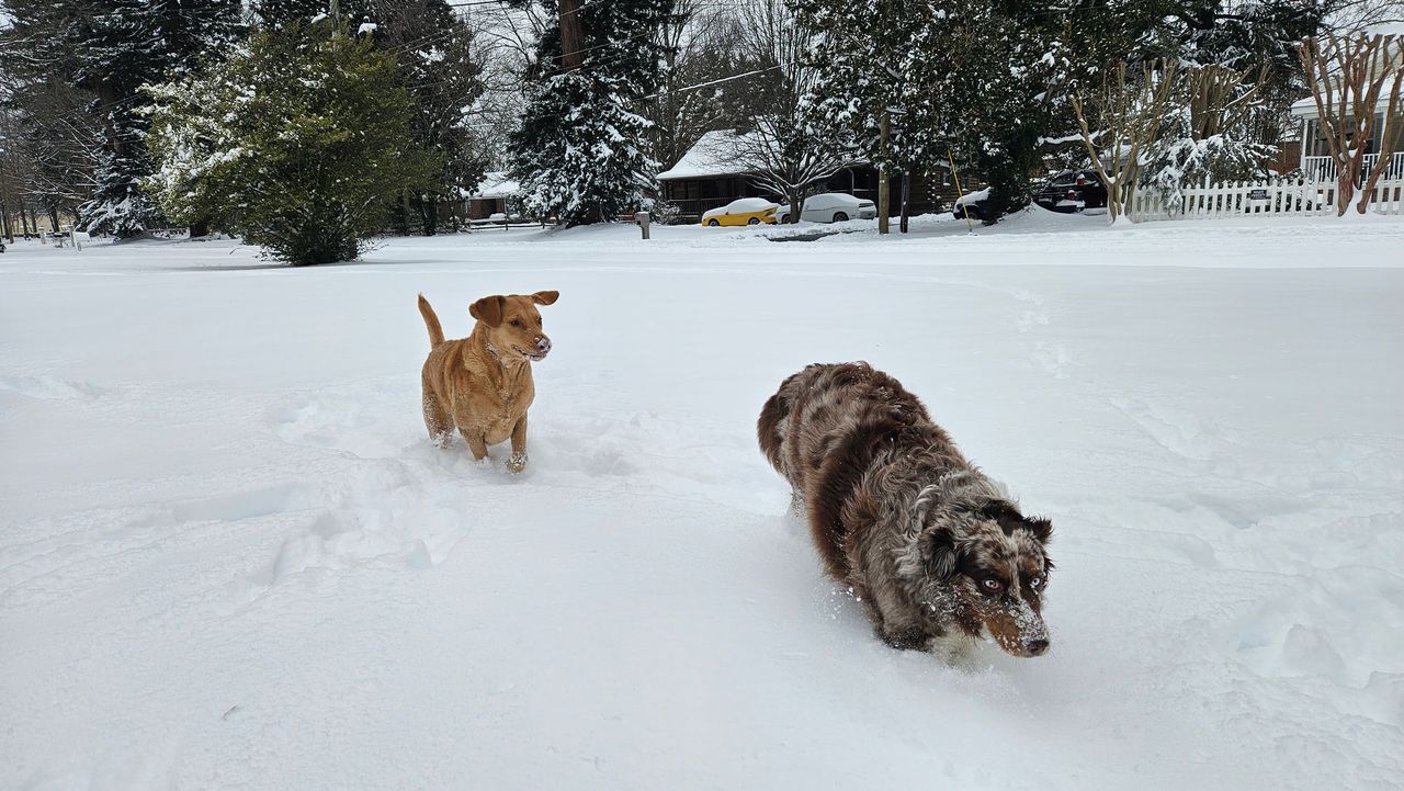 Two dogs are playing in the snow.
