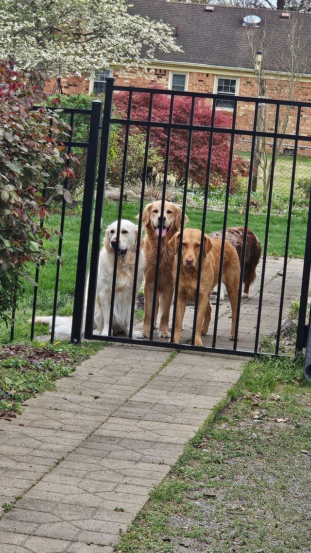 Three dogs are standing behind a metal fence.