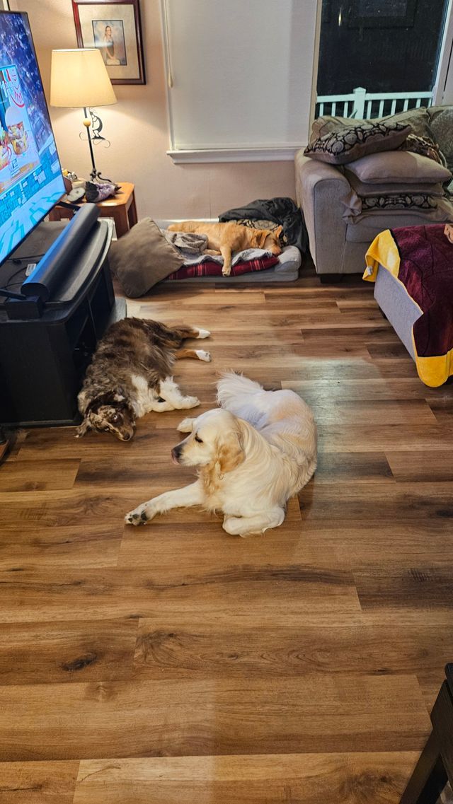 A group of dogs are laying on the floor in a living room.