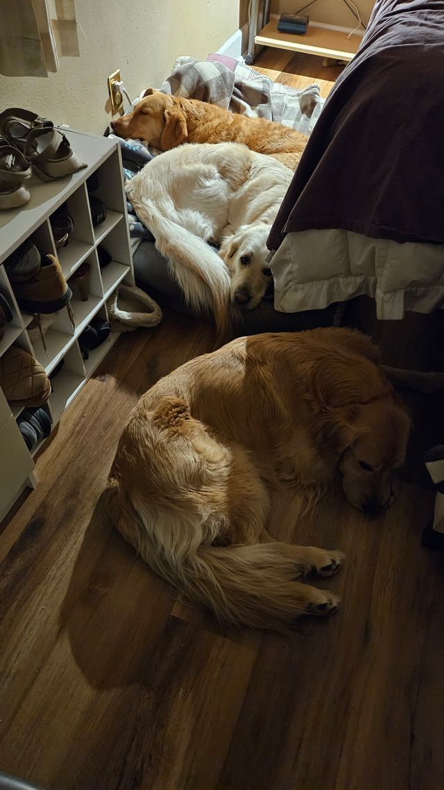 A dog is laying on the floor next to a bed.