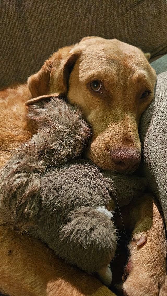A dog is laying on a couch holding a stuffed animal.