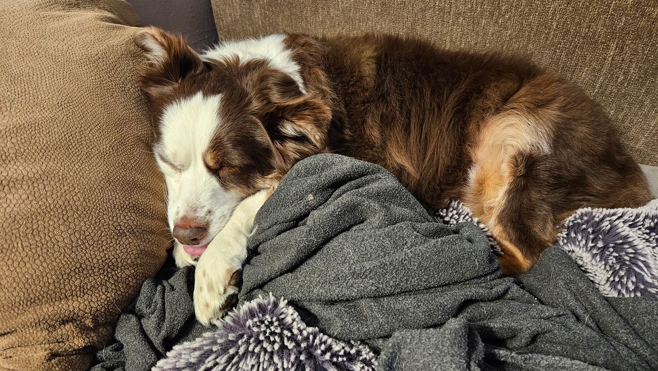 A brown and white dog is sleeping on a blanket on a couch.