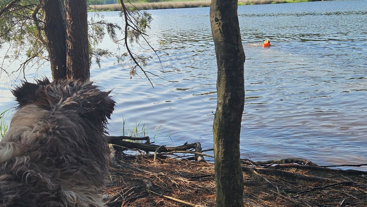 A dog is looking at a body of water surrounded by trees.