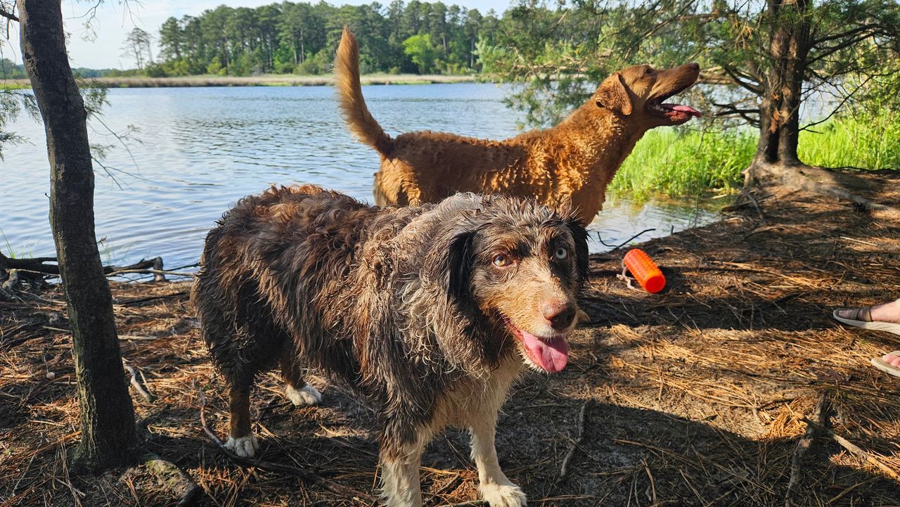 Two dogs are standing next to each other on the shore of a lake.