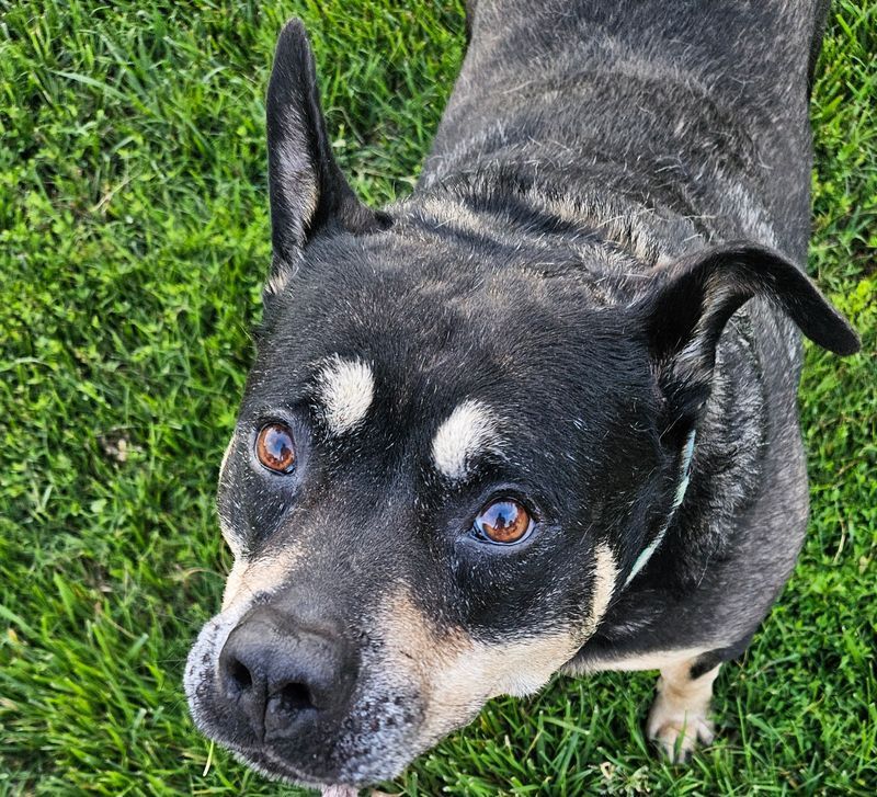 A black and white dog is standing in the grass looking up at the camera.