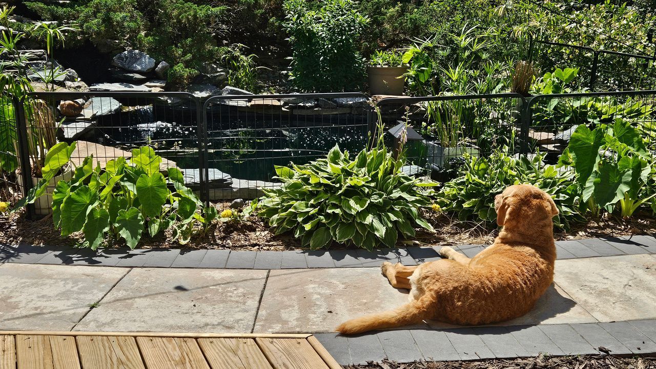 A dog is laying on a patio next to a pond.