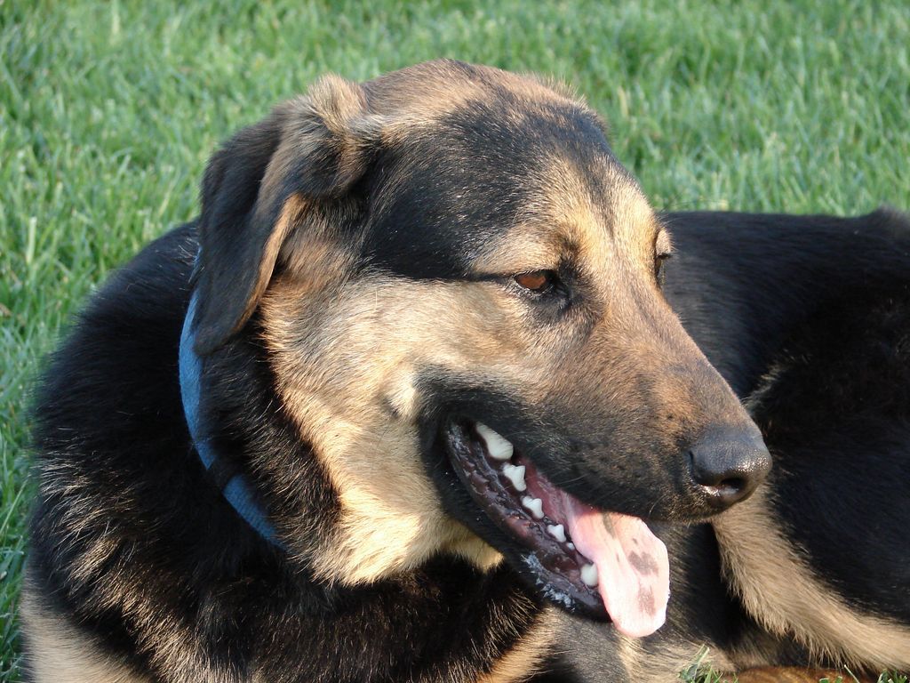 A black and brown dog is laying in the grass with its tongue hanging out.