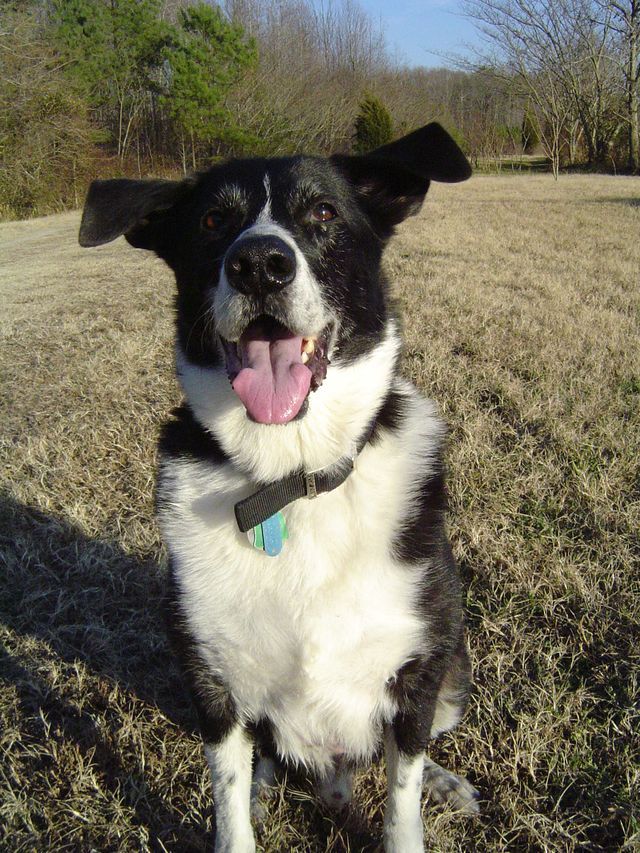 A black and white dog with its tongue hanging out