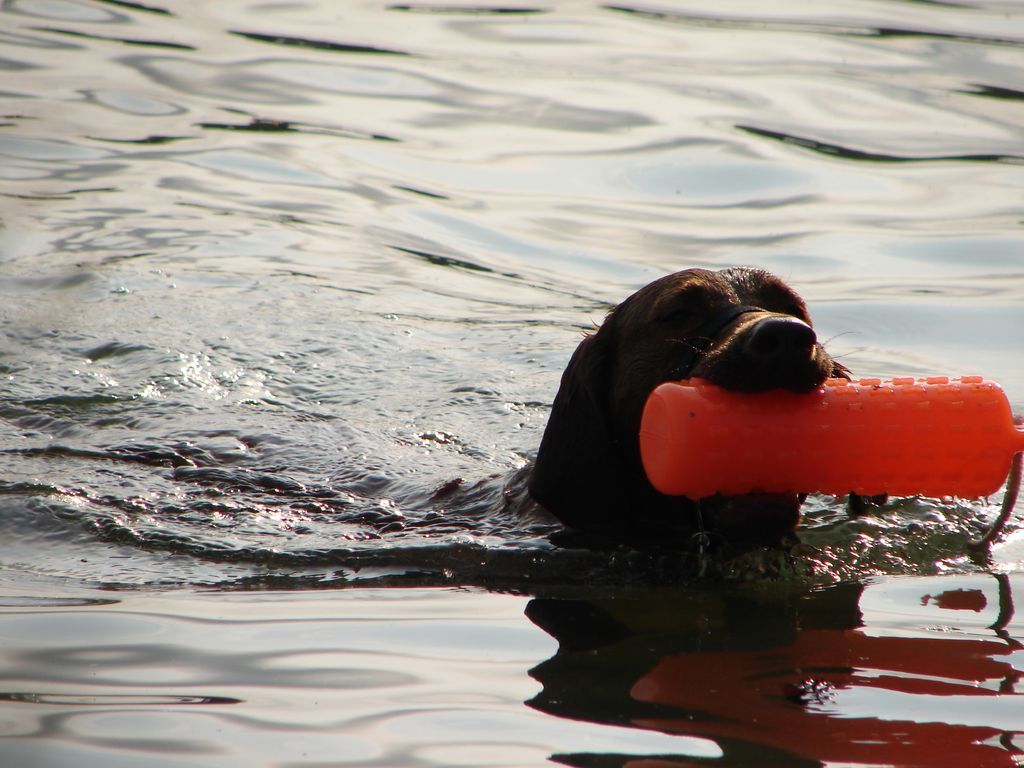 A dog is swimming in the water with a toy in its mouth