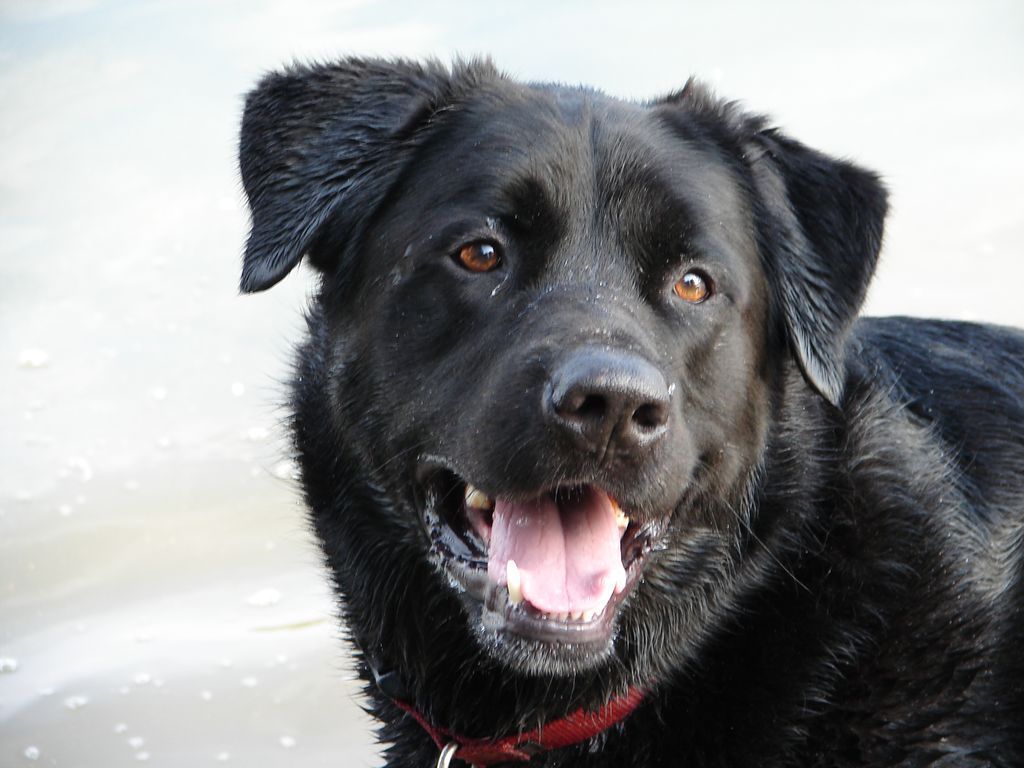 A close up of a black dog with its tongue out