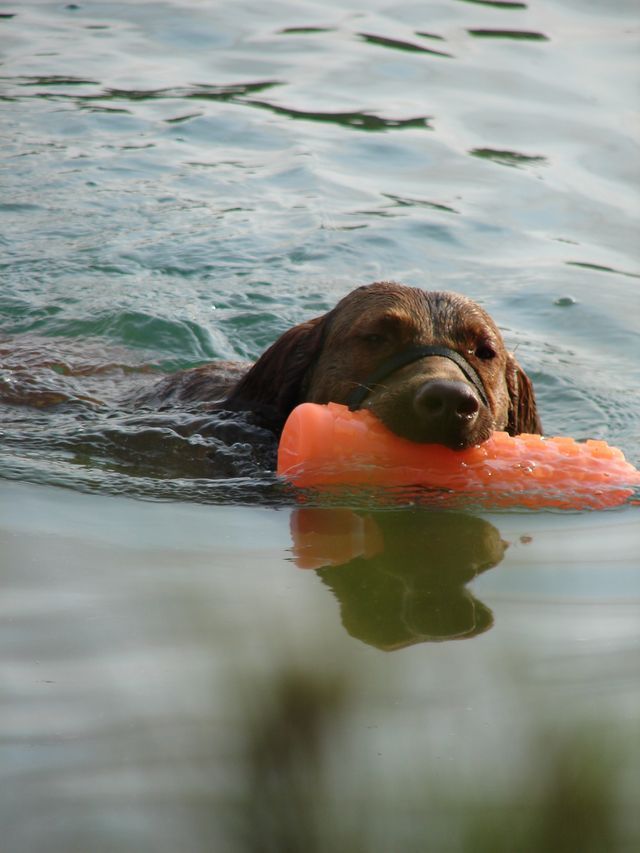 A dog is swimming in the water with a toy in its mouth.
