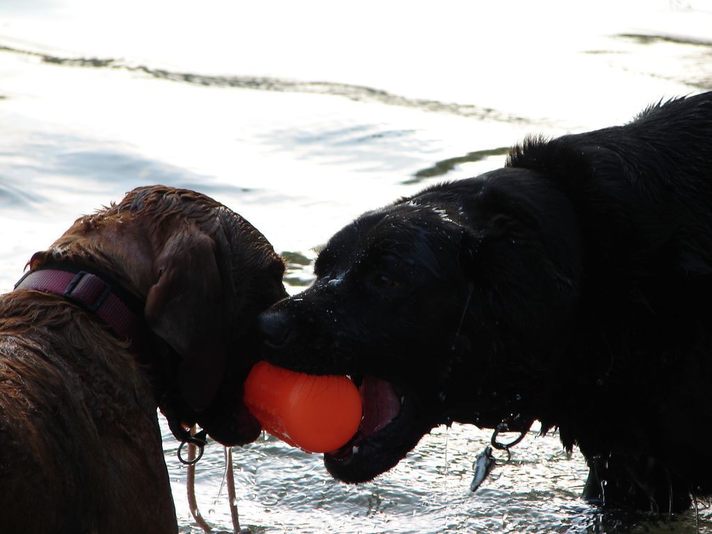 Two dogs are playing with an orange ball in the water