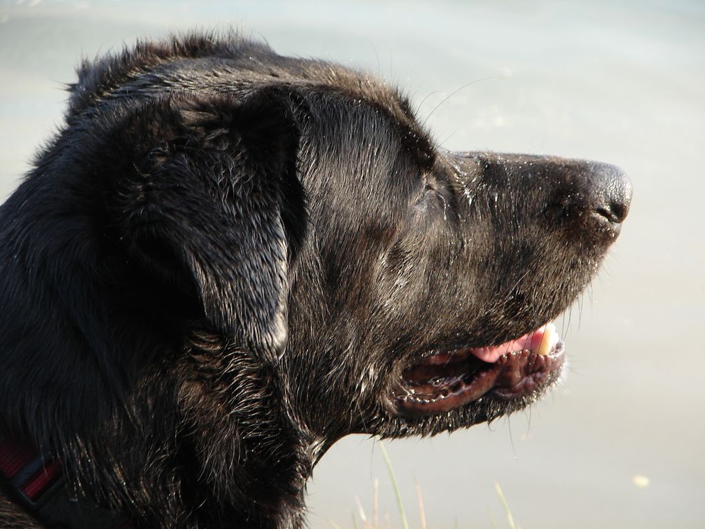 A close up of a black dog with its mouth open