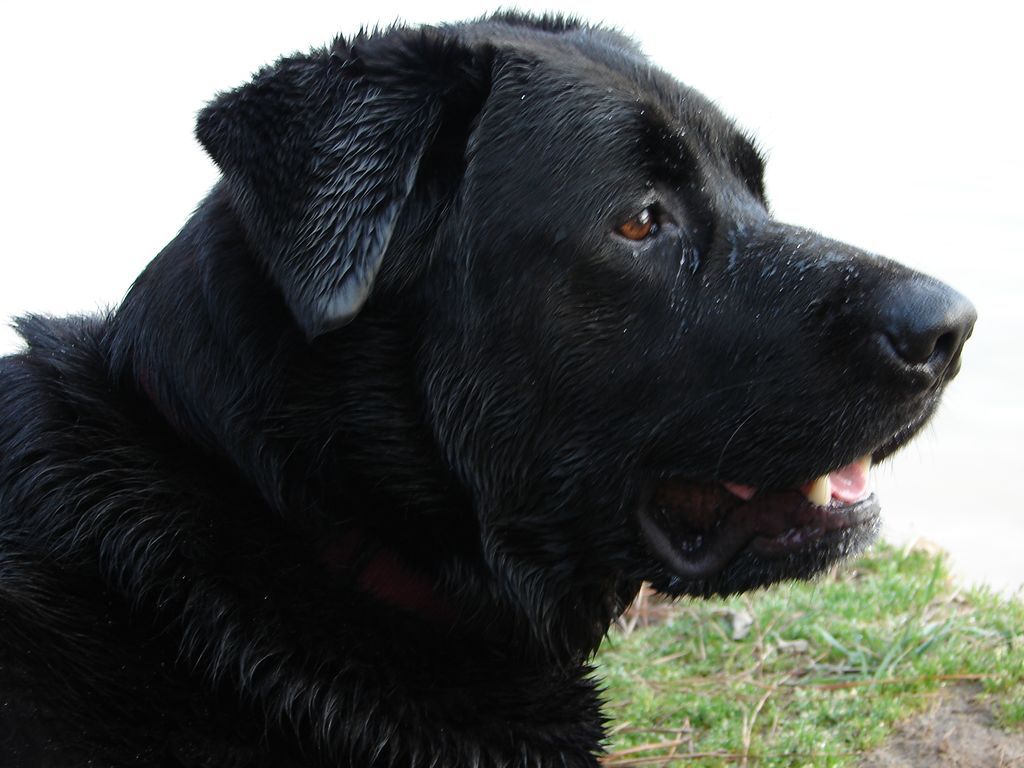 A close up of a black dog with its mouth open
