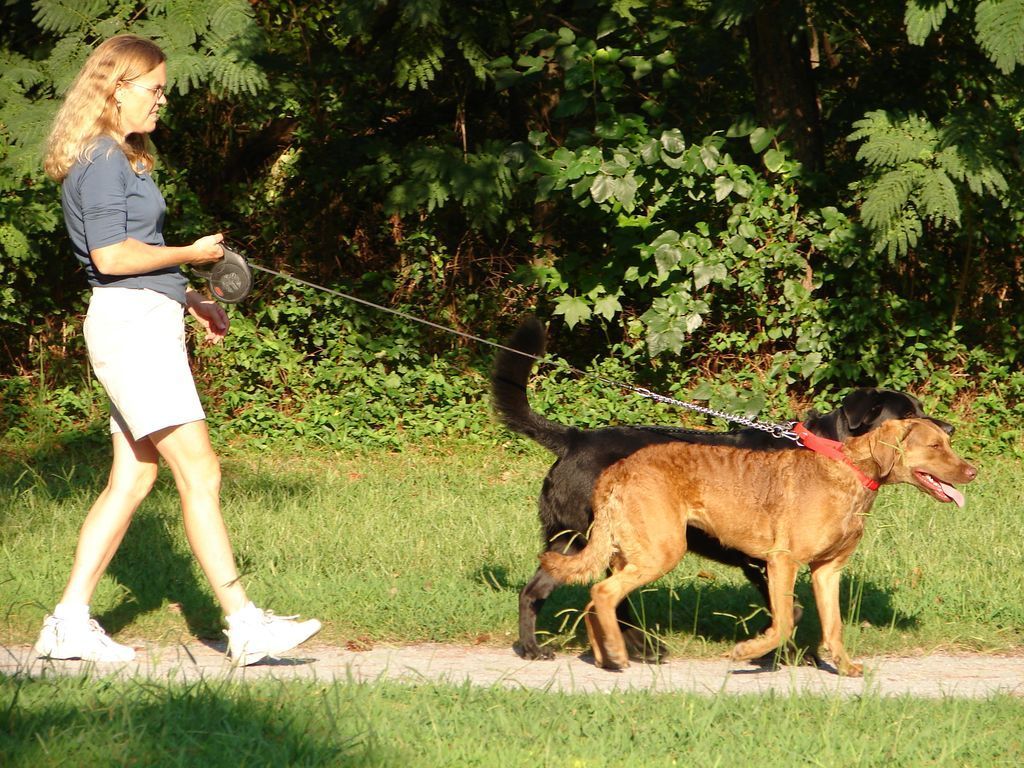 A woman is walking two dogs on a leash