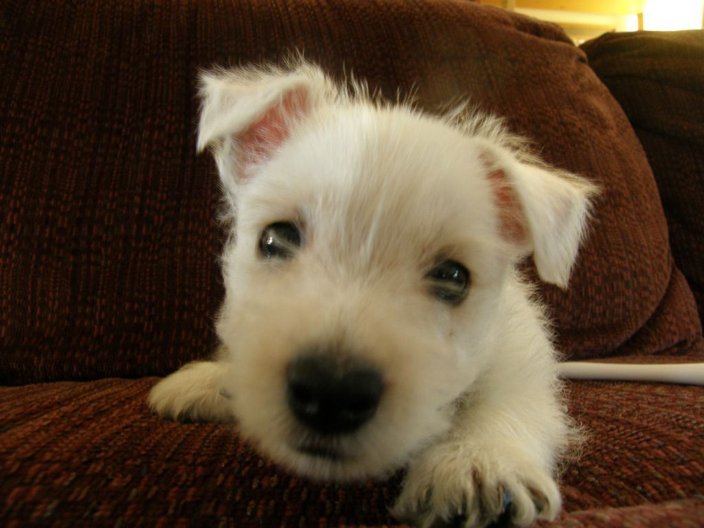 A small white puppy is laying on a brown couch