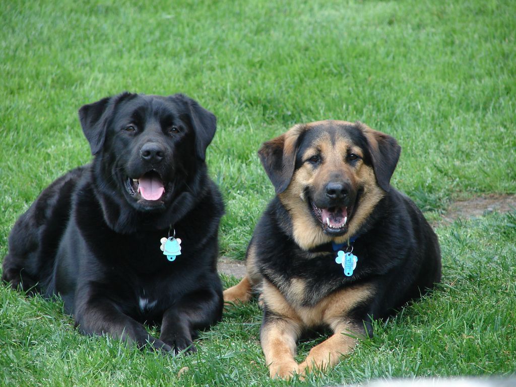 Two dogs are laying in the grass with their tongues out