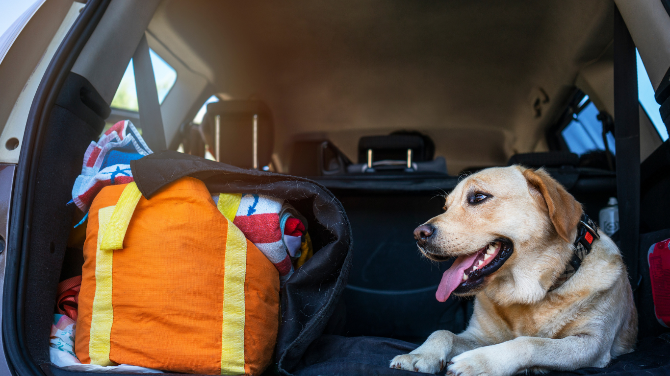 Dog lying in the back of a car beside colorful bags, panting and looking out the window