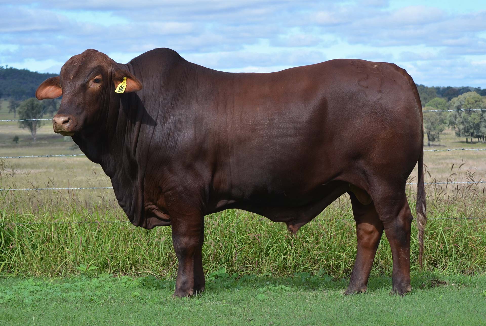 Redline Brangus Eidsvold, QLD Fitzroy Crossing Bull Sale 2022