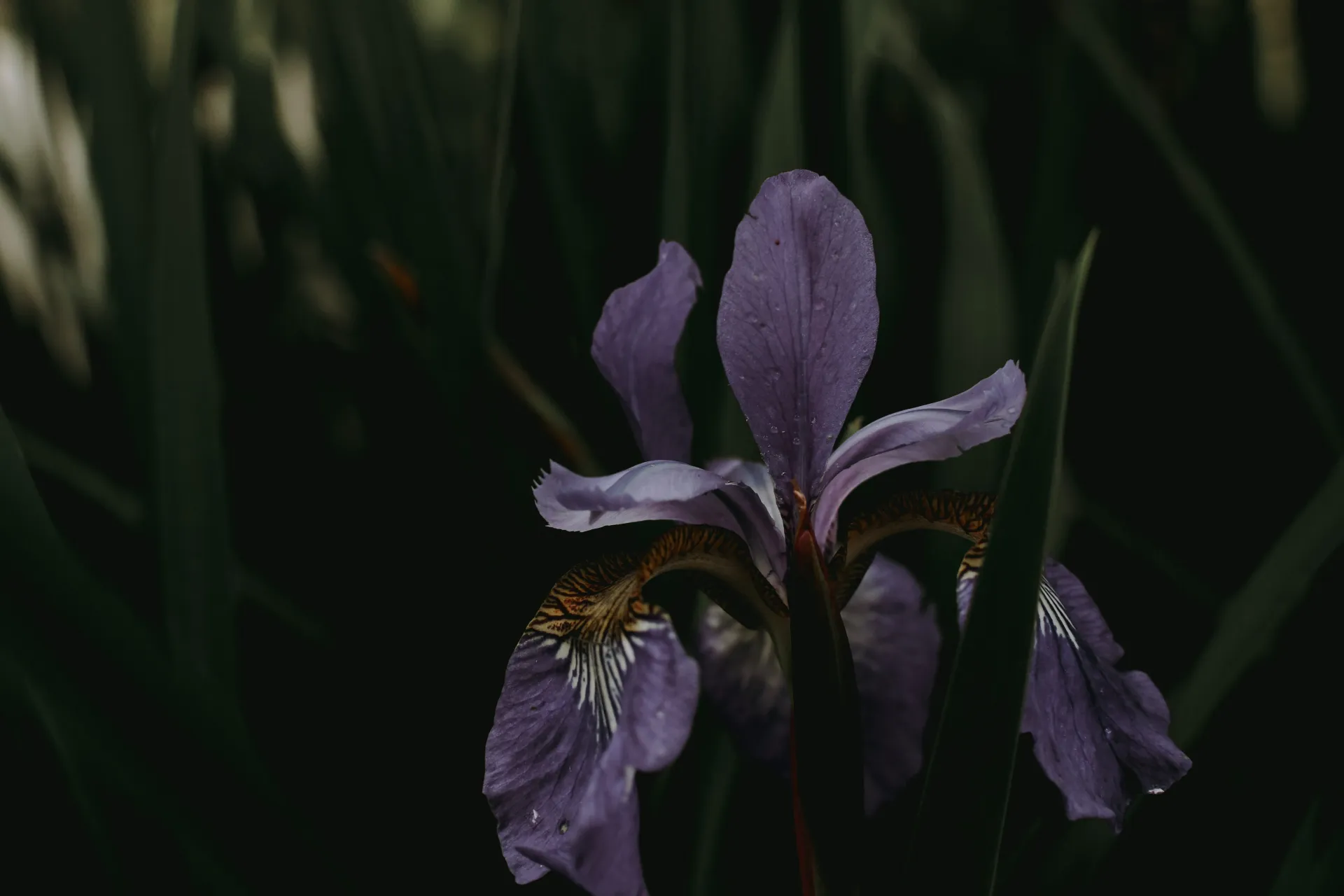 Send Flowers