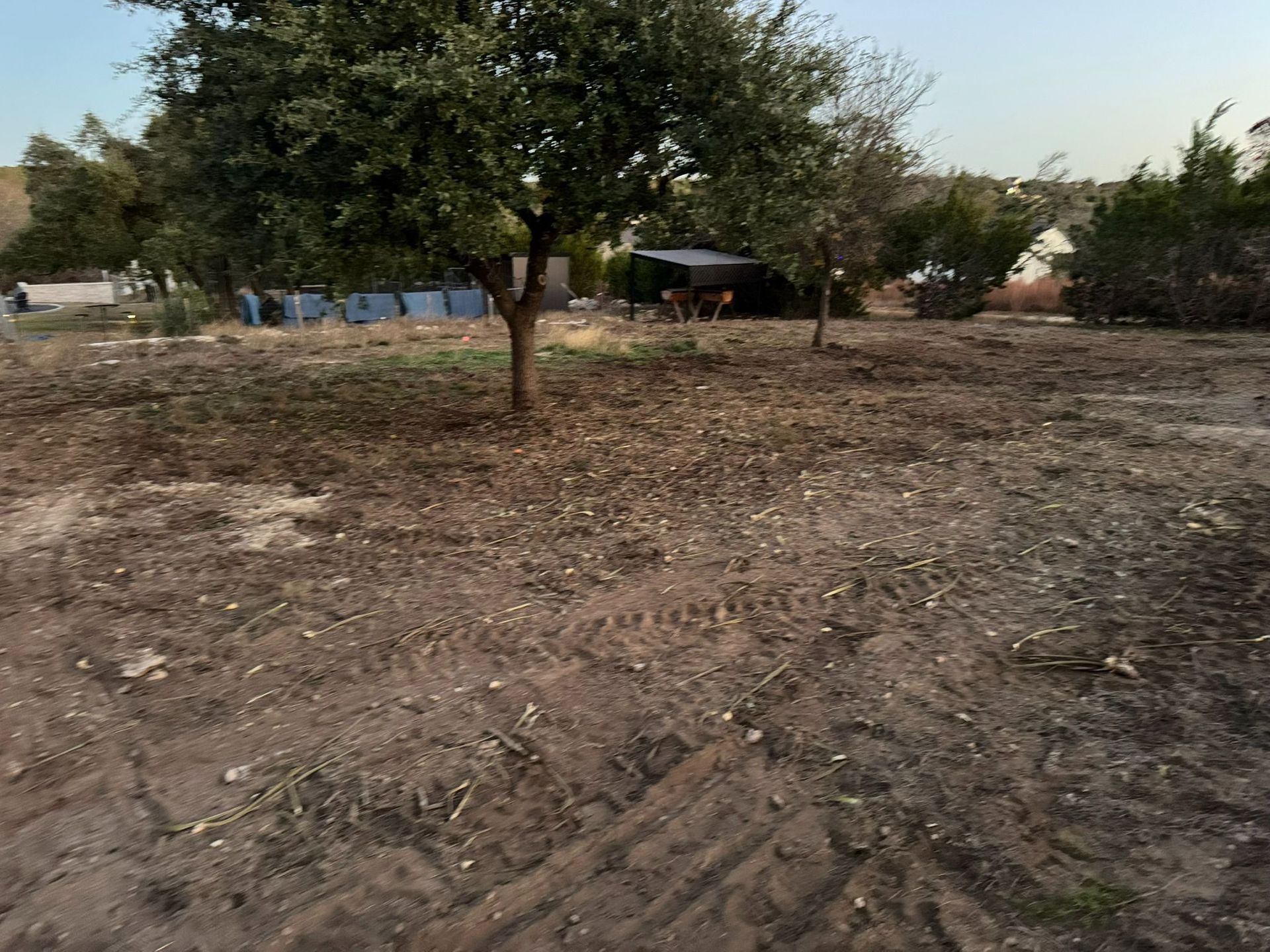Dry, sparsely wooded field with scattered trees and a few distant buildings under a clear sky.