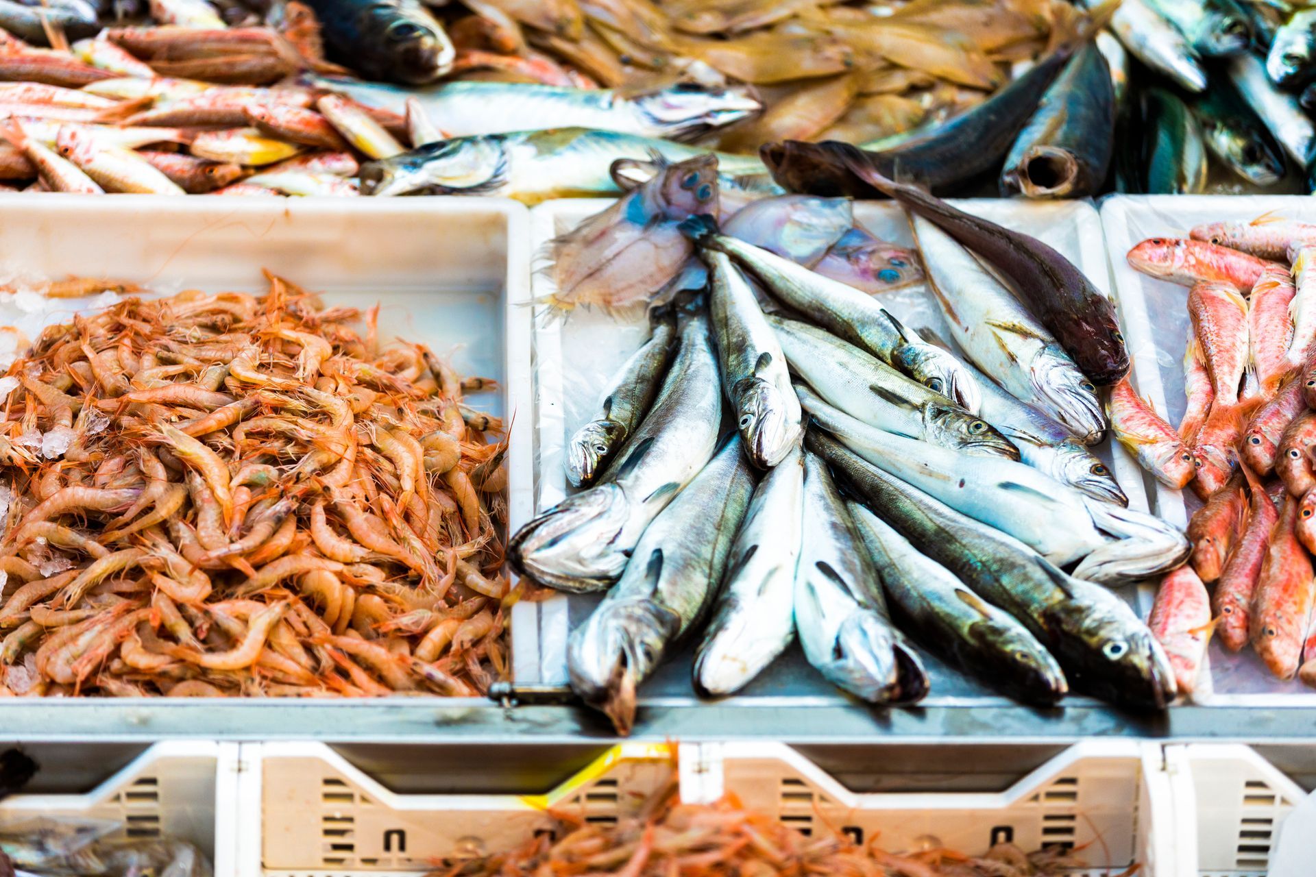 Esposizione di frutti di mare in un mercato, vari pesci e gamberi sul ghiaccio.