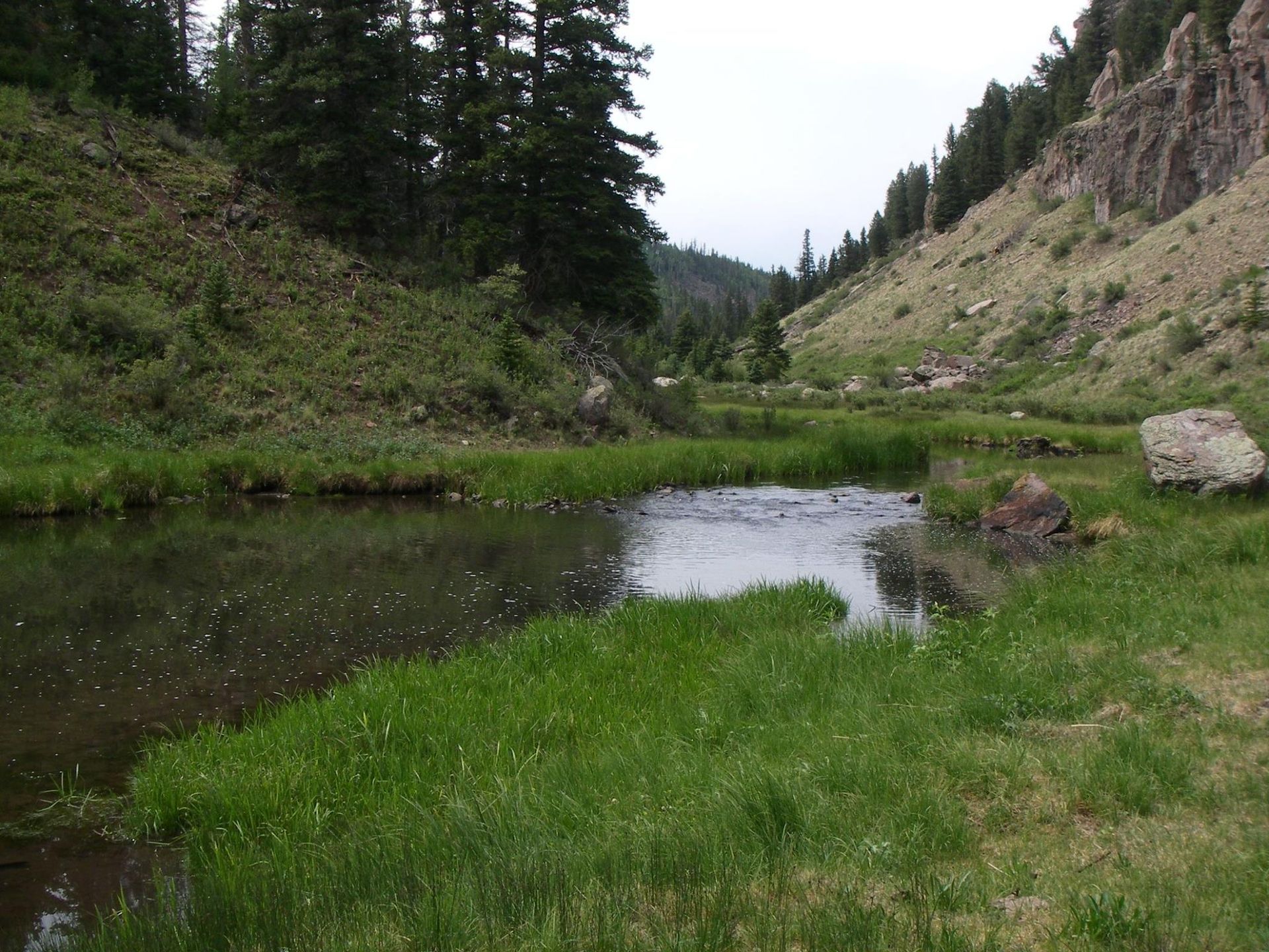 A river flowing through a grassy area with trees in the background