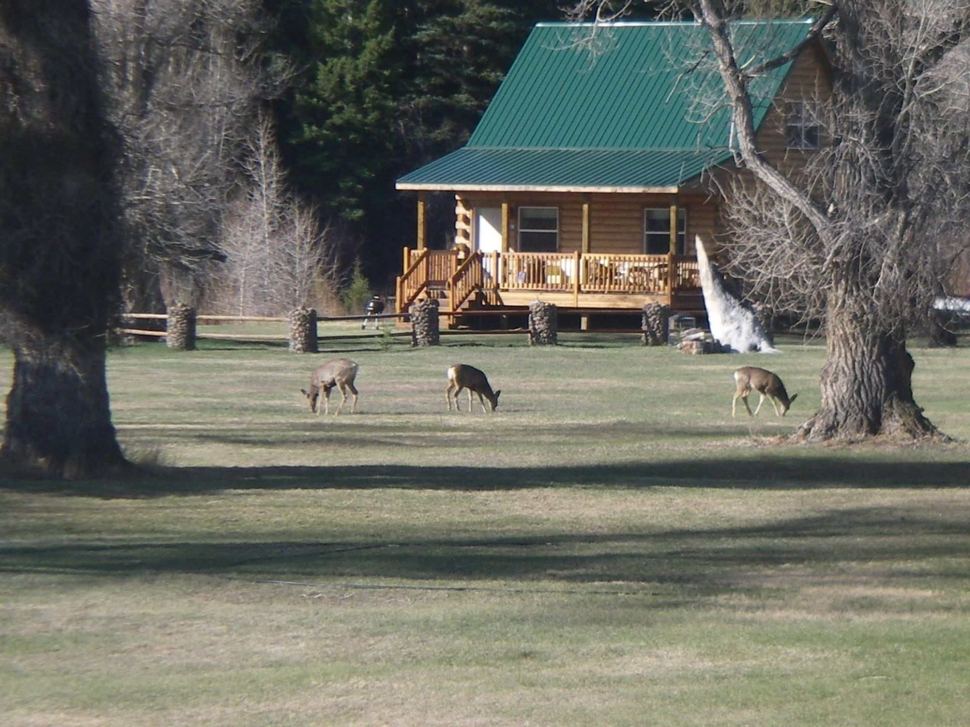 A group of deer grazing in front of a log cabin