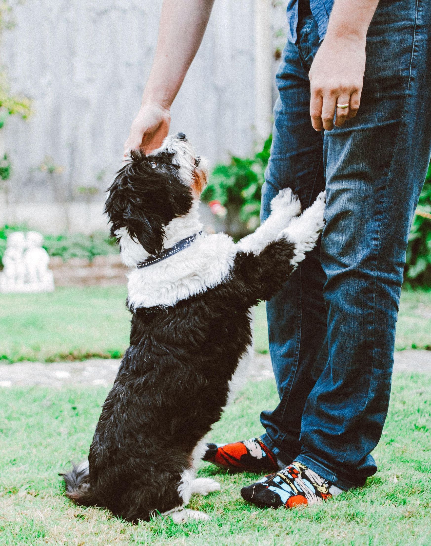 pet