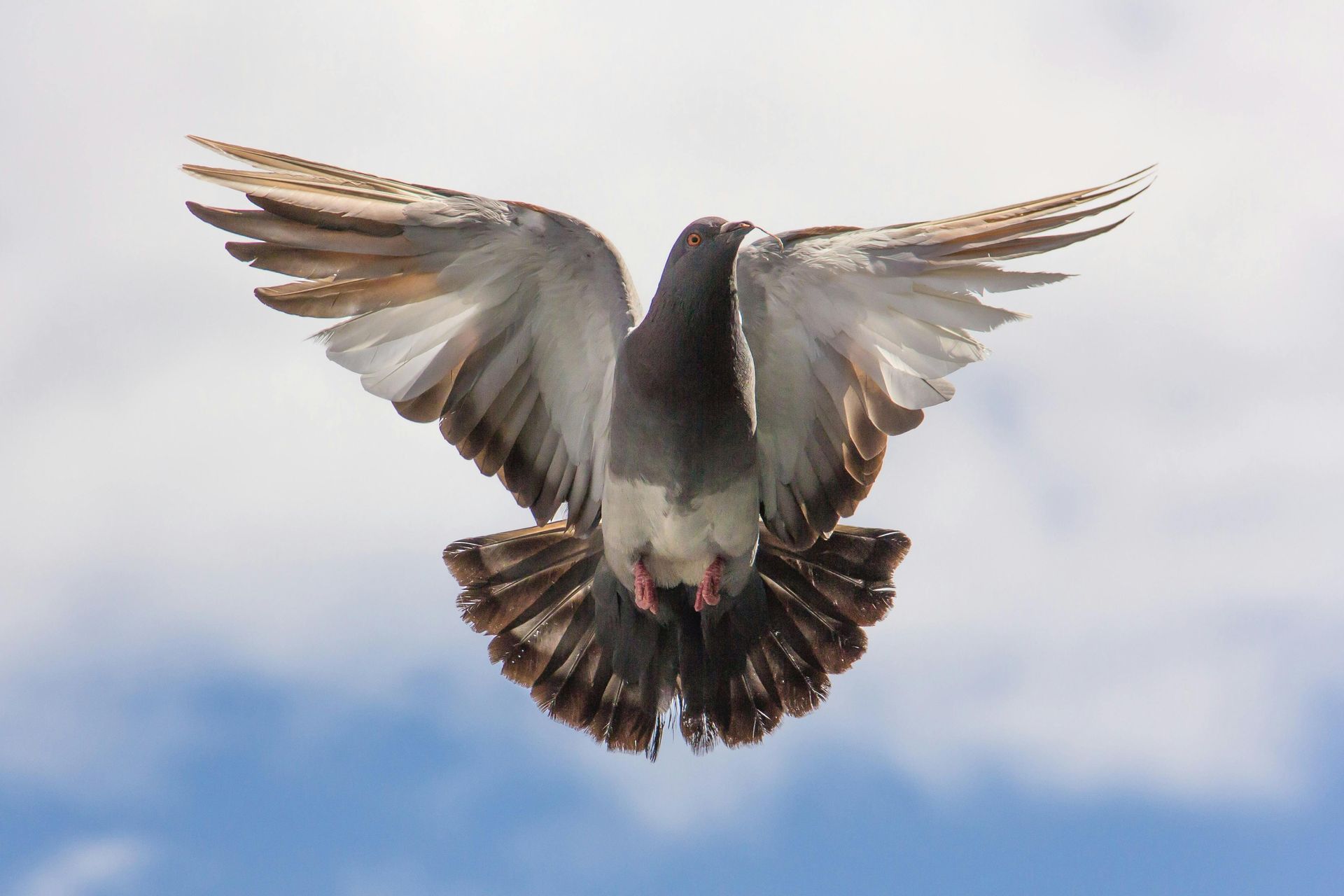 Pigeon in flight with wings spread wide against a blue sky.