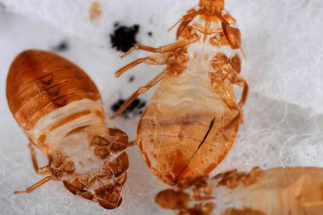Pest Control Services - Pest Control Treatment in Florida - Image of Bed Bugs