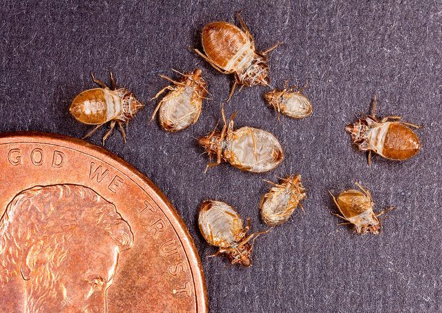 Pest Control Services - Pest Control Treatment in Florida - Image of Bed Bugs