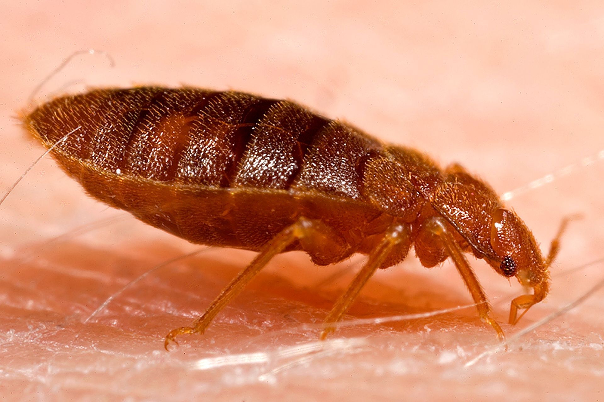 Pest Control Services - Pest Control Treatment in Florida - Image of Bed Bugs