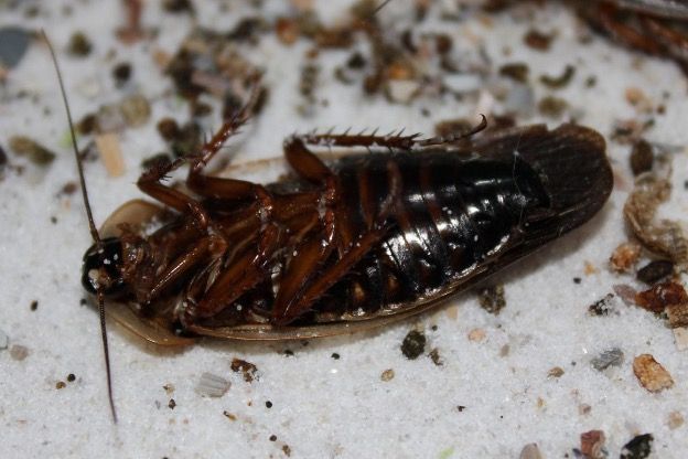 The Reason Roaches Are A Problem In Florida