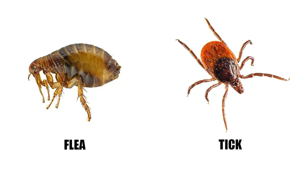Pest Control Services - Pest Control Treatment in Florida - Image of Ticks