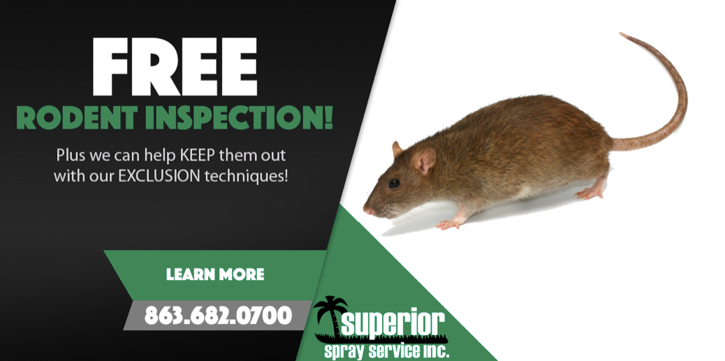 How To Keep Rodents Out Of Your Shed