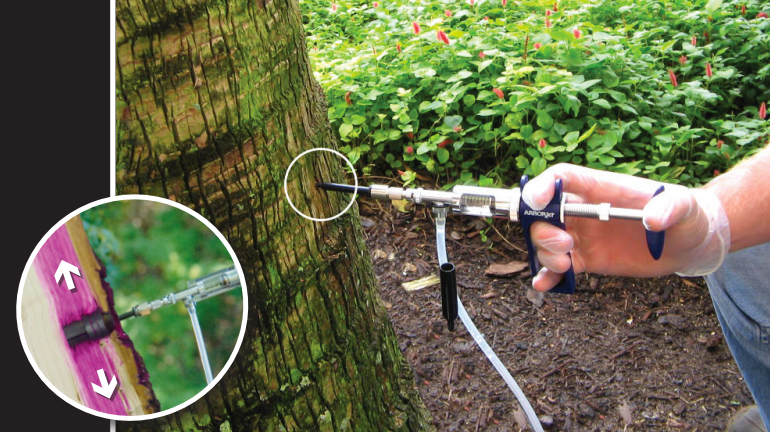 Pest Control Services - Pest Control Treatment in Florida - Image of Tree Injection