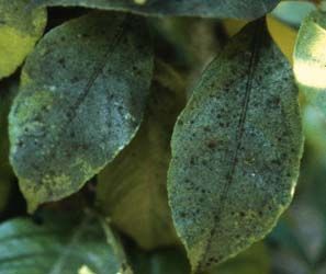Sooty Mold