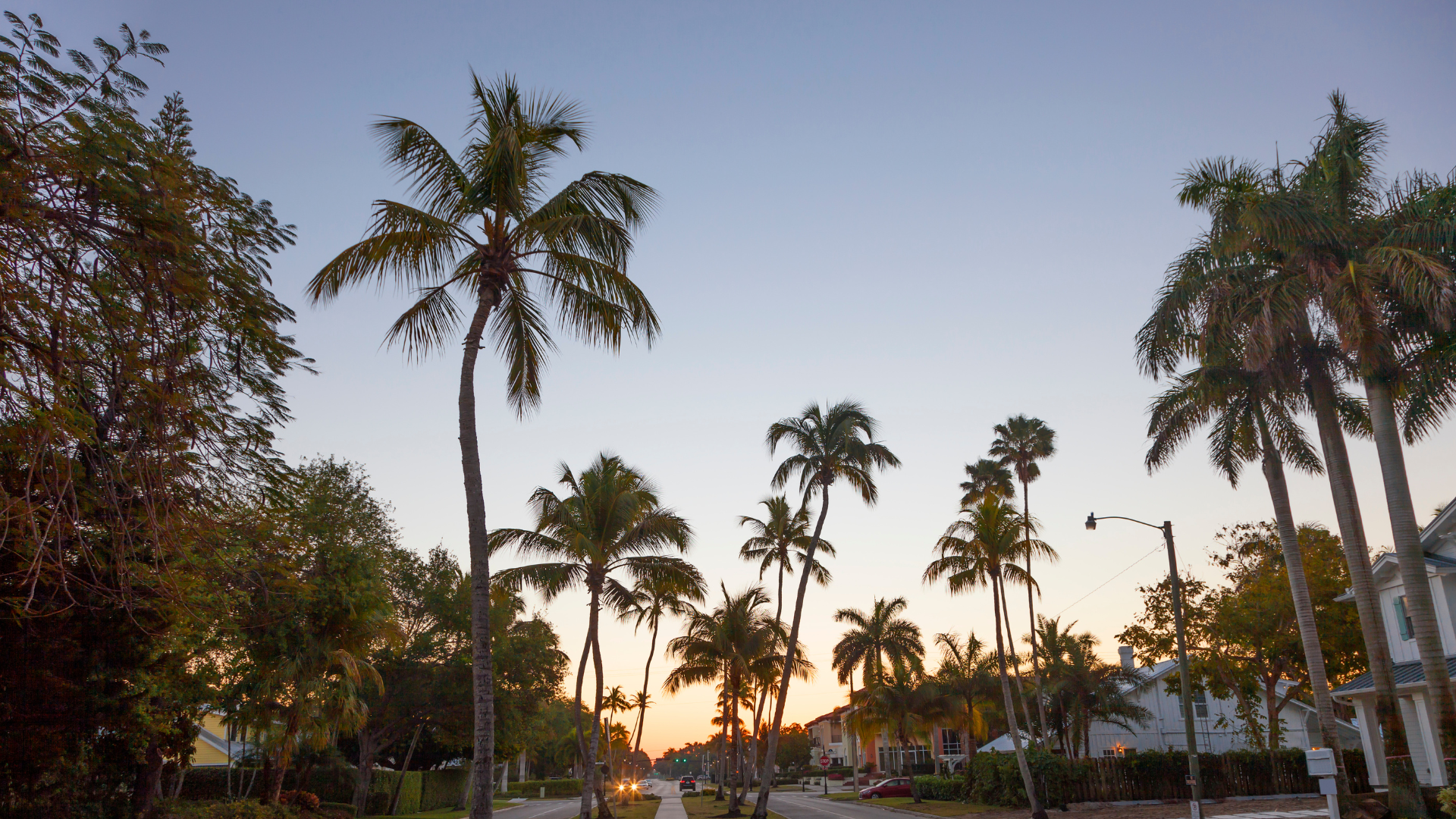 Best Practices for Tree Care