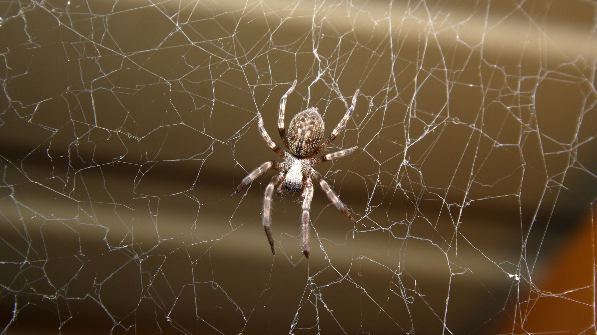 Effective Strategies for Preventing Spider Infestations