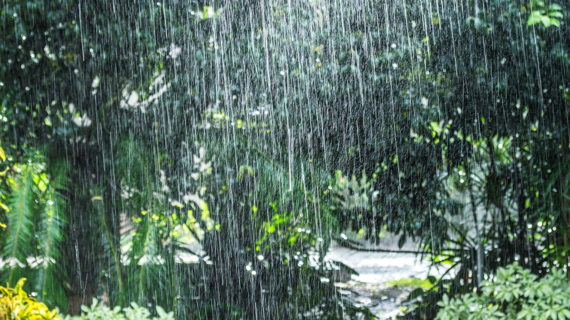 How to Control Pests After Heavy Rainfall