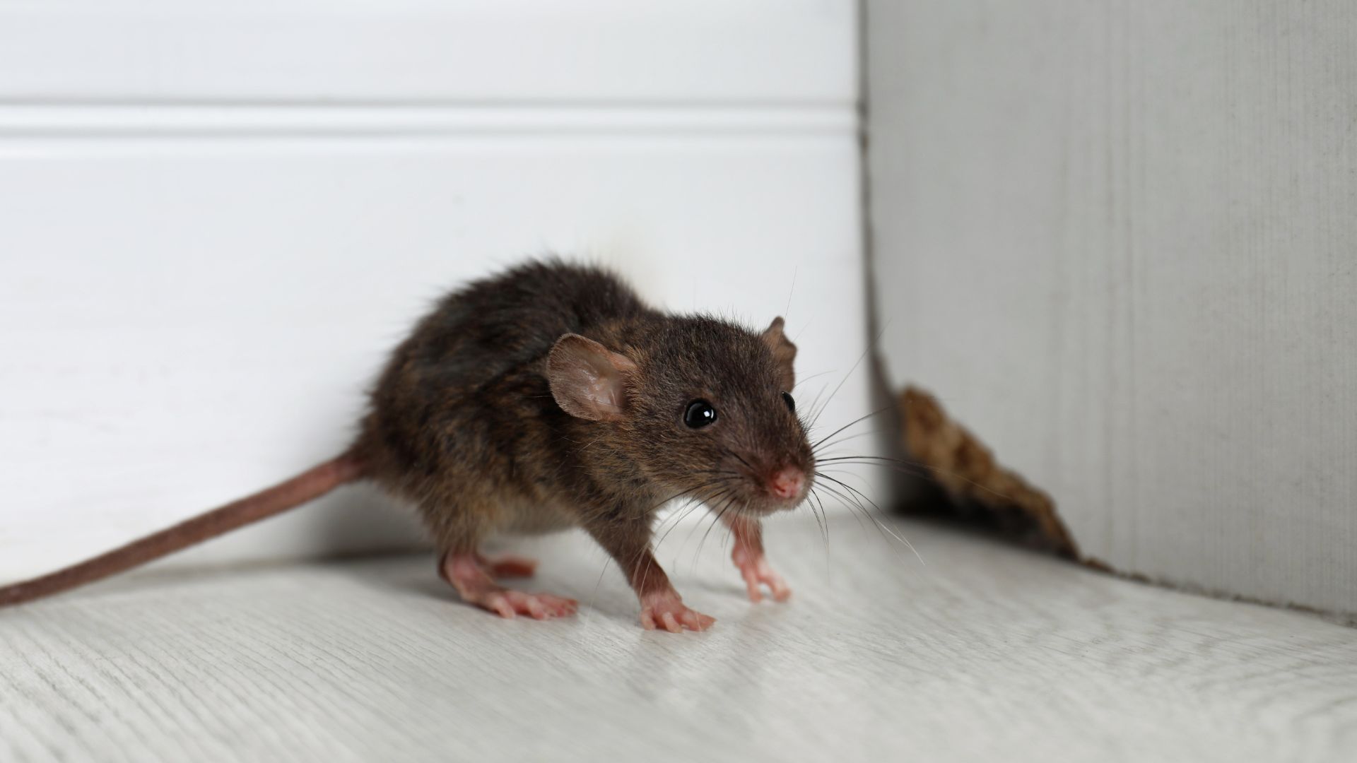 How to Prevent Mice from Nesting in Your Home
